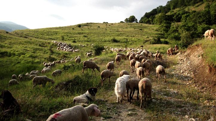 Sheep and a dog walking along in Abruzzo