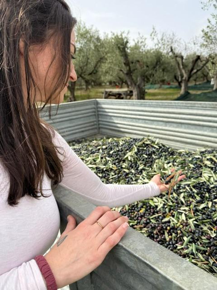 PRE-ORDERS NOW OPEN! BRAND NEW 2025 HARVEST OLIO FRESCO 500ml