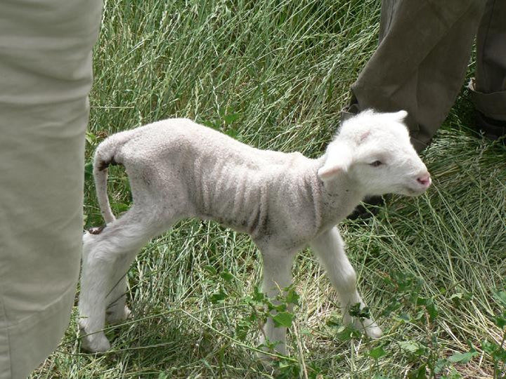 Adopt A Sheep Gift Program