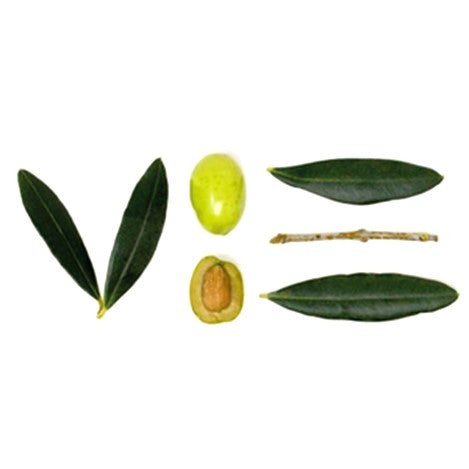 Ursini Green Lemon Extra Virgin Olive Oil