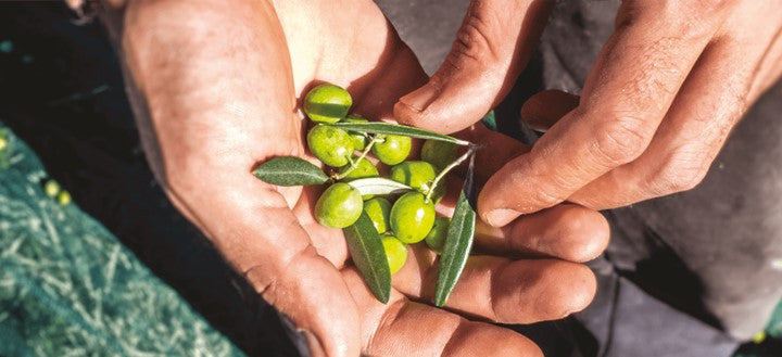 Ursini Green Lemon Extra Virgin Olive Oil