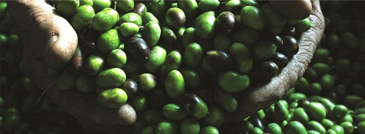Ursini "Solo" Gentile Di Chieti Extra Virgin Olive Oil