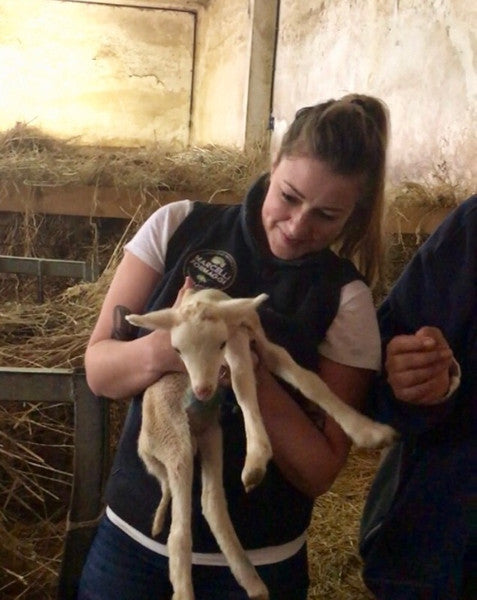 Adopt A Sheep Gift Program