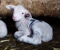 Adopt A Sheep Gift Program