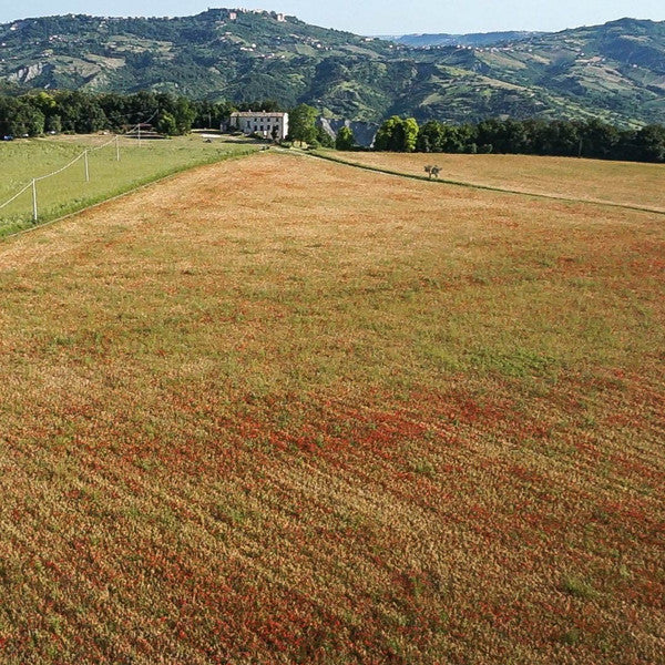 CASINO DI CAPRAFICO LENTICCHE (LENTILS), ITALY 500G 1.1 LBS