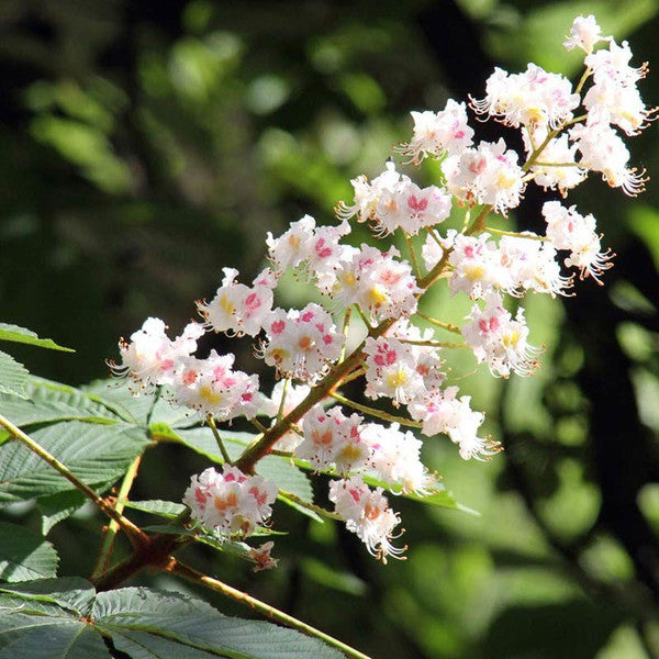 Apicoltura Luca Finocchio Chestnut Blossom Honey