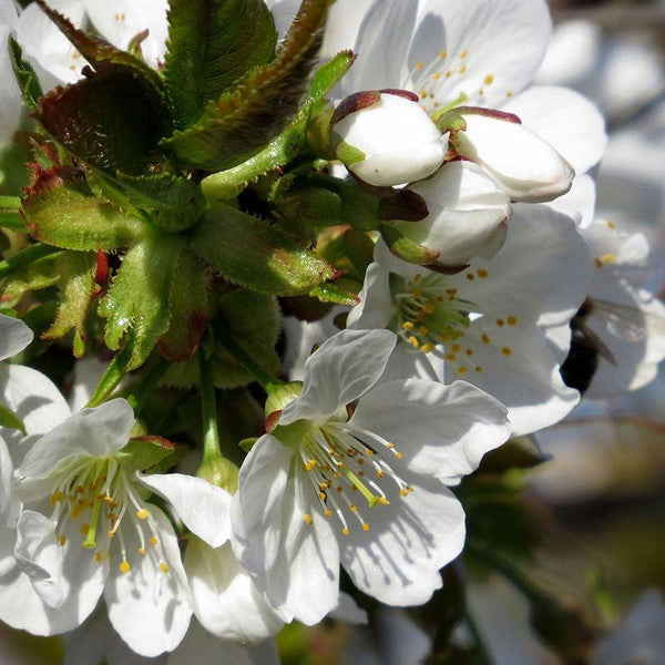 Cherry Blossom Honey
