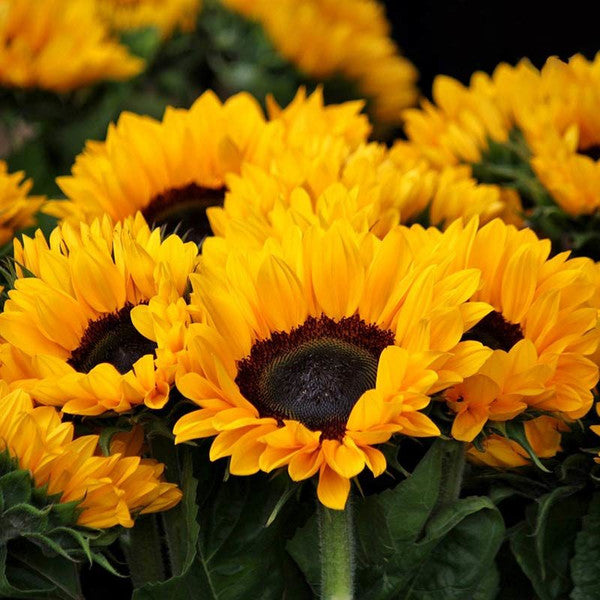 Apicoltura Luca Finnochio Sunflower Blossom Honey