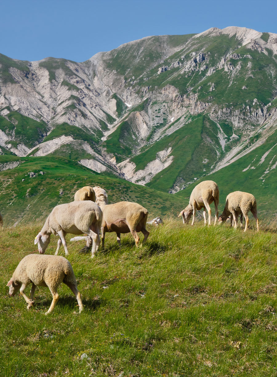 Abruzzese sheep grazing in Abruzzo