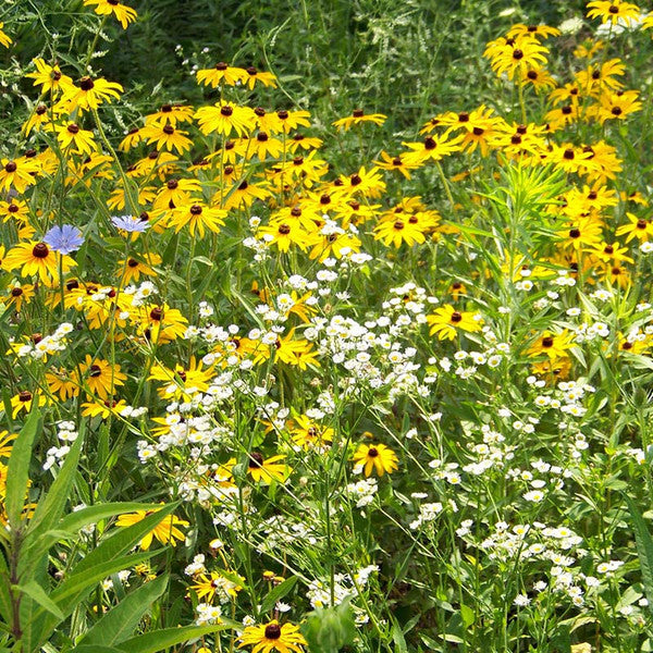 Apicoltura Luca Finnochio Mountain Wildflower Honey
