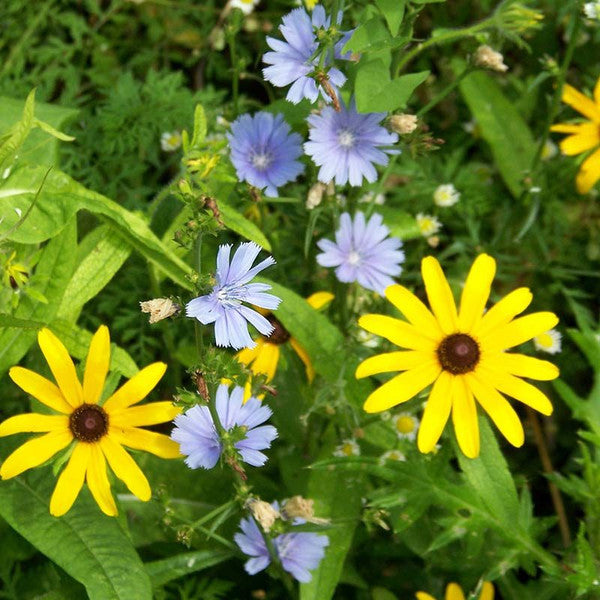Apicoltura Luca Finnochio Mountain Wildflower Honey