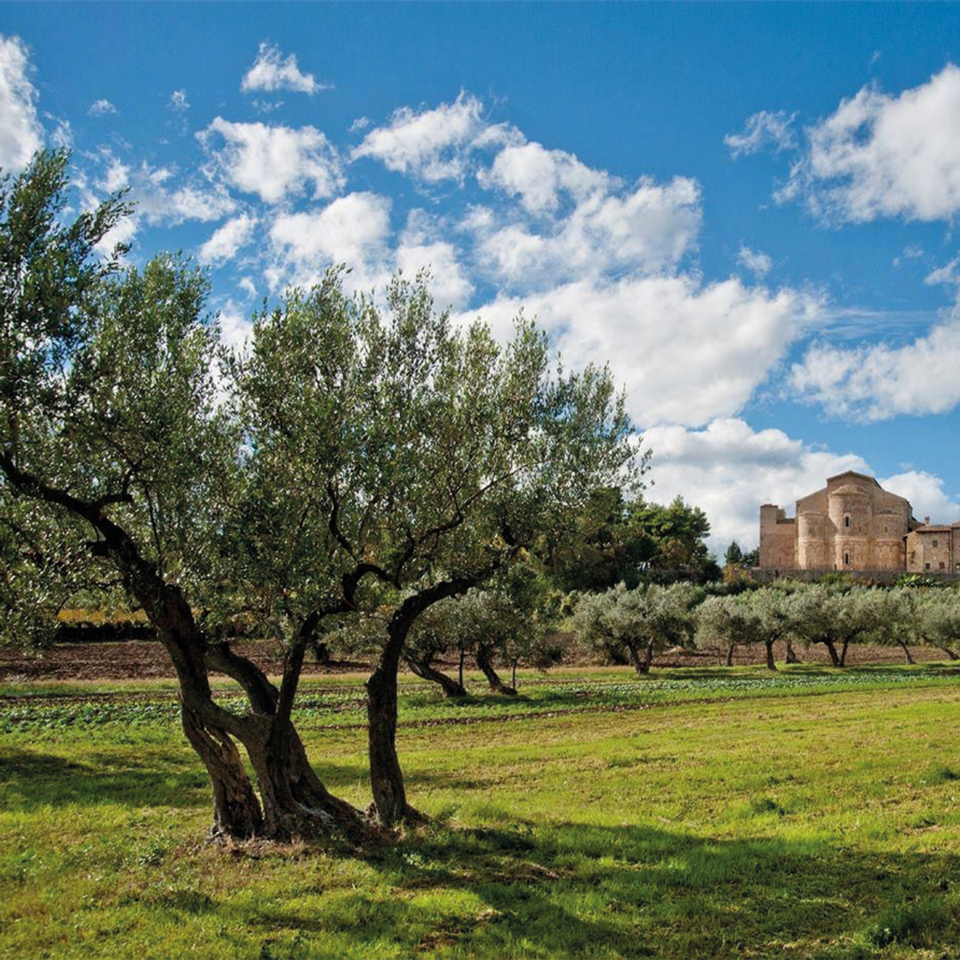 PRE-ORDERS NOW OPEN! BRAND NEW 2025 HARVEST OLIO FRESCO 500ml