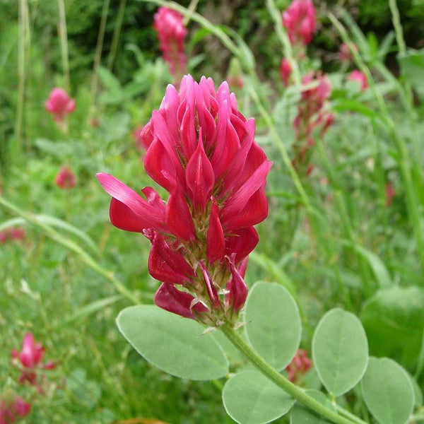 Honeysuckle Blossom Honey